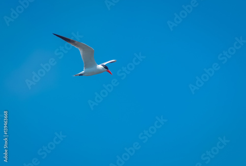 Caspian Tern hunting for fish