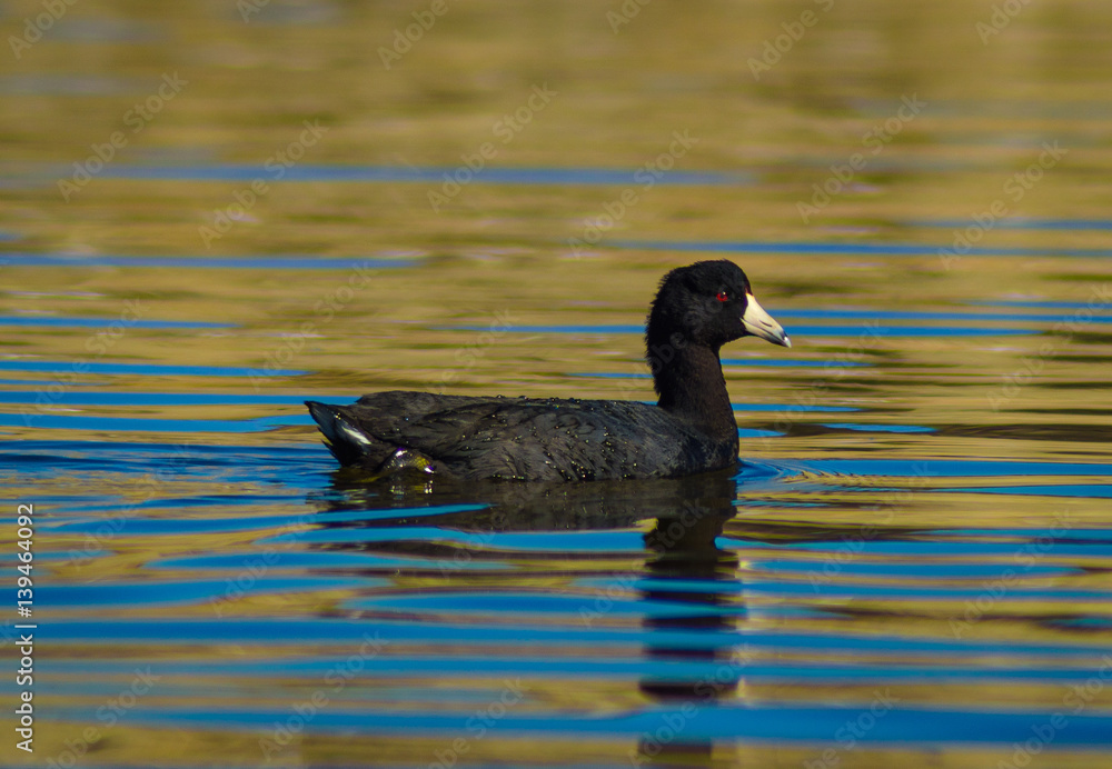 American Coot in Newport Back Bay Wildlife Preserve California American Coot in Newport Back Bay Wildlife Preserve California