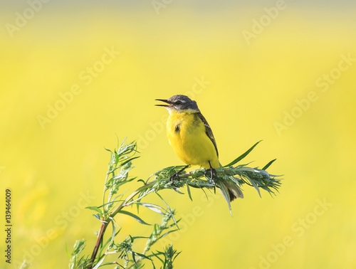 little yellow bird Wagtail flew on a summer flowering meadow clover and sings