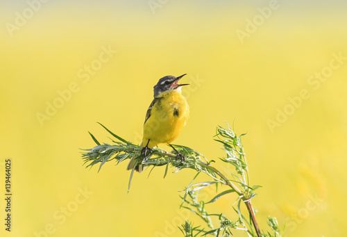yellow bird Wagtail flew on a summer flowering meadow clover and sings