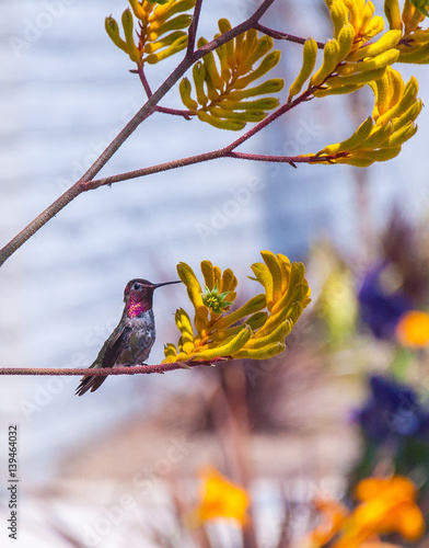 Anna's Hummingbird on Branch on flowering kangaroo paw branch photo