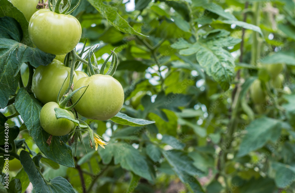 Tomato plants with ripening fruits in the farmer's greenhouse, agriculture and farming concept Tomato plants with ripening fruits in the farmer's greenhouse, agriculture and farming concept