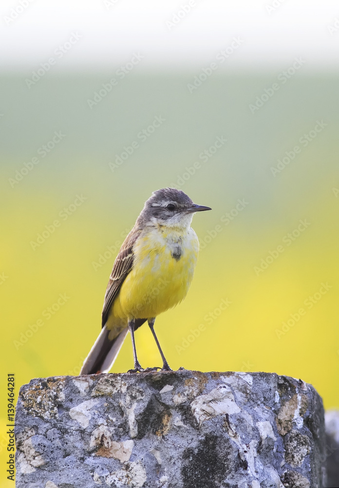 Fototapeta premium bird the yellow Wagtail is on the stone in the meadow