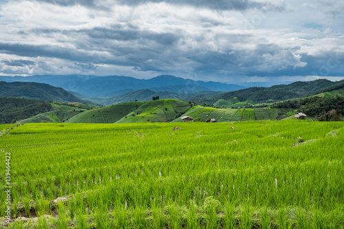 Green rice field in Chiang mai, Thailand.
