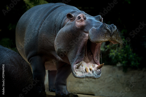 Hippo's yawn