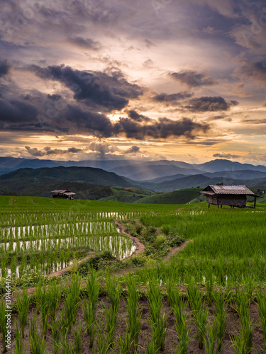 Green rice field in Chiang mai  Thailand.