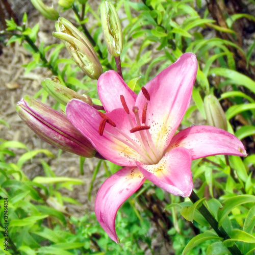 Toronto Garden lily isolated 2014