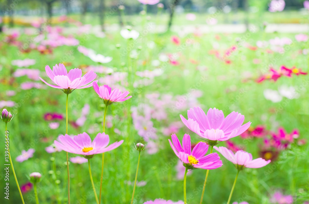 beautiful cosmos flower in the park. beautiful cosmos flower in the park.