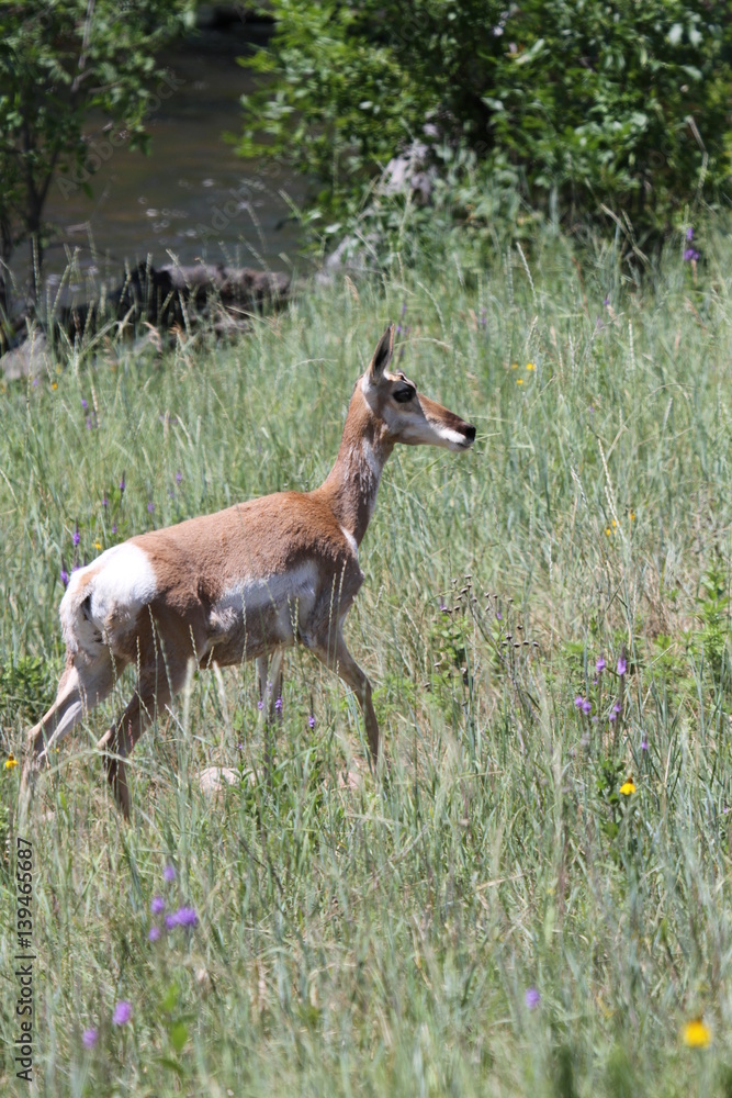 Obraz premium South Dakota sheep, buffalo, mountain goats and pronghorns.