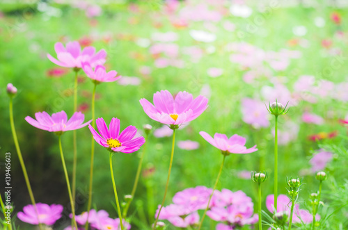 beautiful cosmos flower in the park. © thithawat