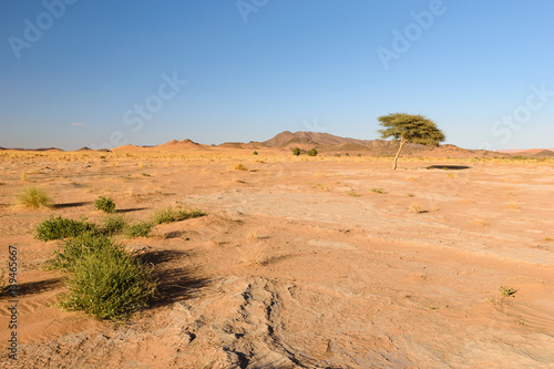 Tree and grass in the Desert, Ouzina, Morocco