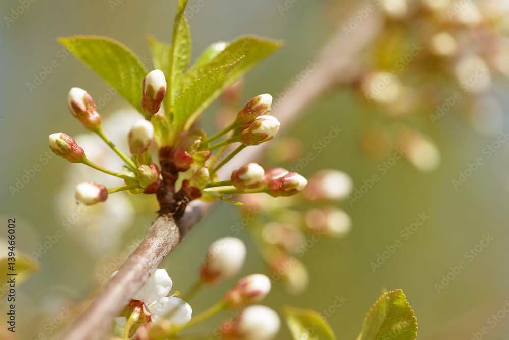 Beautiful flowering cherry tree buds. Background with blooming flowers in spring day. Beautiful flowering cherry tree buds. Background with blooming flowers in spring day.