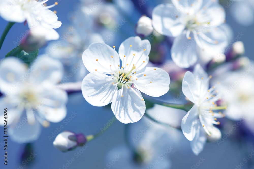 Fototapeta premium Beautiful flowering cherry trees. Background with blooming flowers in spring day.