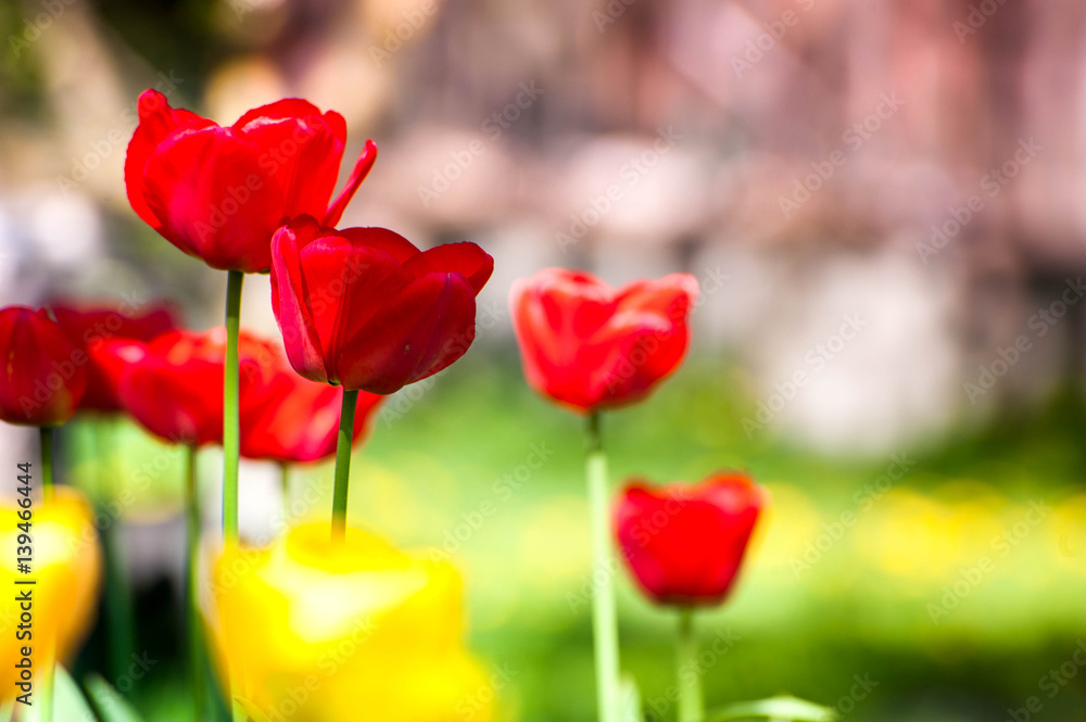 Fototapeta premium Macro shot of red tulips in the garden on colorful background in the middle of a garden on springtime. Bees are seeking nectar in blooming flowers, weather is sunny and warm. Waiting for summer.