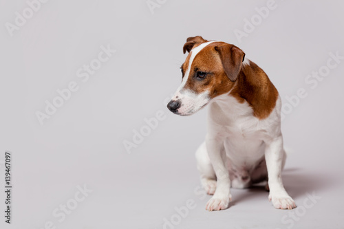 cute jack russel terrier sitting in front of wonderful white background © Masson