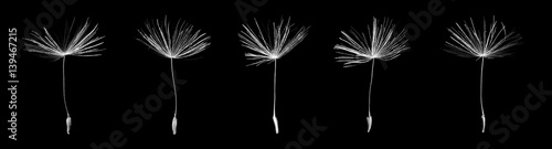 Seeds of dandelion on black background