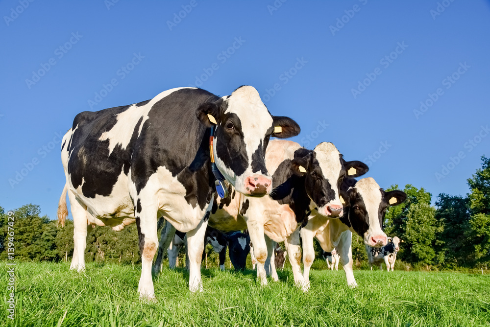 Drei in Reihe stehende Kühe beim abendlichen Weidegang