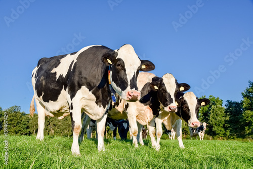 Drei in Reihe stehende Kühe beim abendlichen Weidegang © Countrypixel