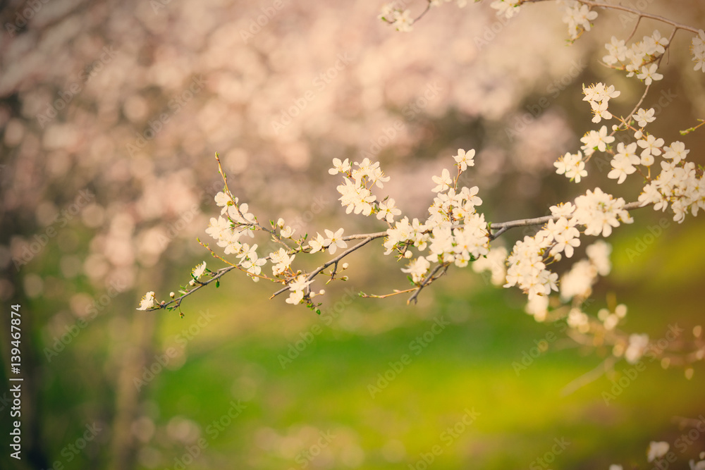 photo of beautiful blooming tree with wonderful small pink flowers in spring