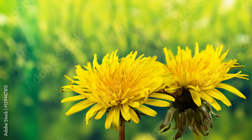 Fotografie, Obraz Field Sow Thistle - Field Flowers