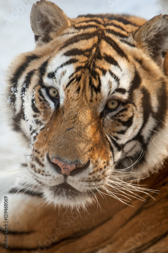 Siberian Tiger 7
