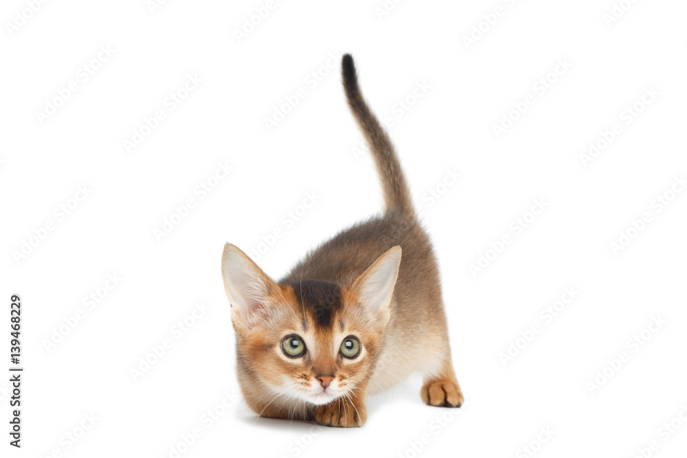 Playful Abyssinian Kitty play on Isolated White Background, Hunt Playful Abyssinian Kitty play on Isolated White Background, Hunt