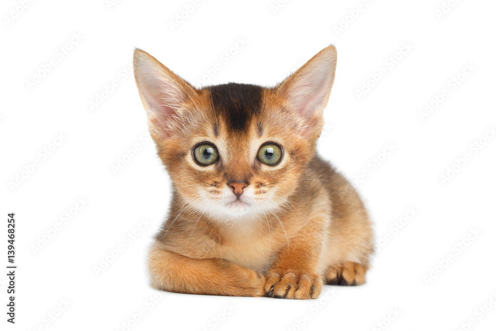 Cute Abyssinian Kitty Lying on Isolated White Background, front view