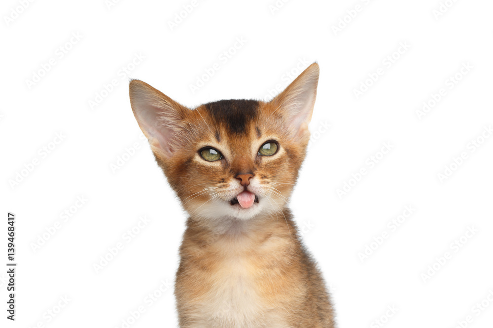 Portrait of stupid Abyssinian Kitty on Isolated White Background, making faces