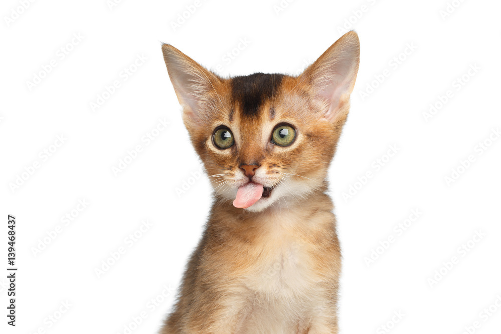 Portrait of Bad Abyssinian Kitty on Isolated White Background, making faces, showing tongue