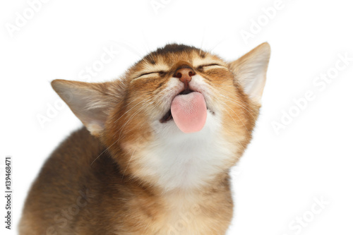 Fototapet Lovely Abyssinian Kitty Licking screen on Isolated White Background, making face
