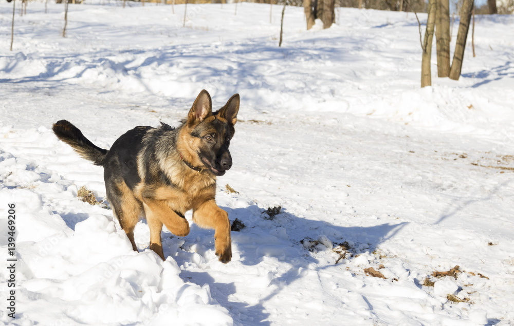 Dog runs in the winter park