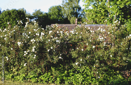 Flowers in sunlight photo