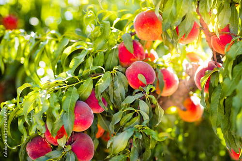 Fresh ripe peach on tree in summer orchard