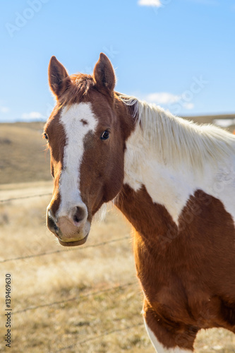 Horse portrait © Pete