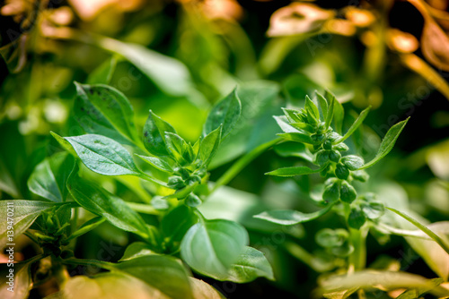 Macro shot of a fresh and ripe basil in a greenhouse    