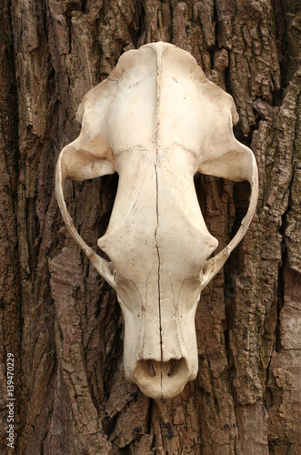 Dead spooky bear Ursus arctos skull hanging on a tree with light bark. Front view of an animal scull.