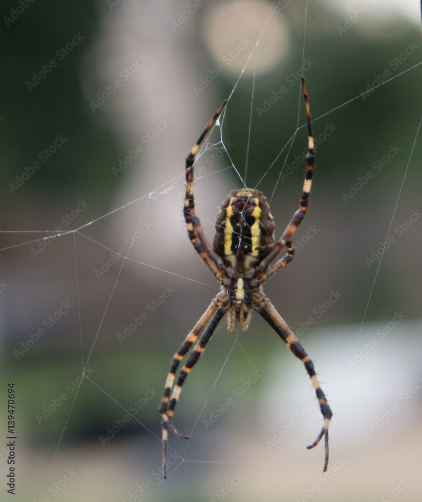 Wasp spider 2 Wasp spider 2