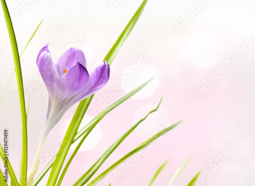 Purple Crocus Flower with blurred lights of spring day background .