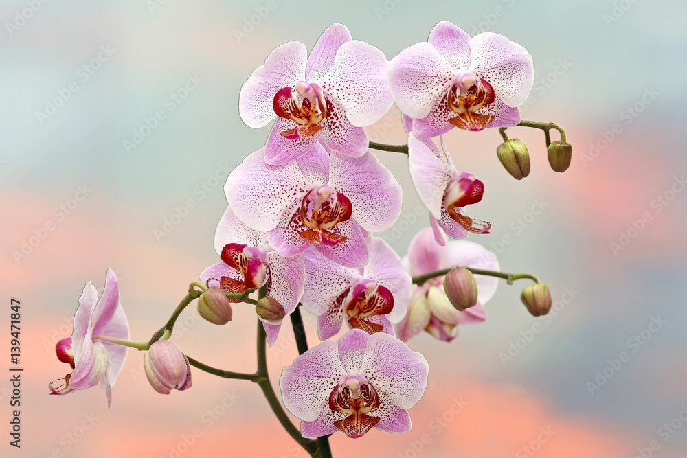 Pink phalaenopsis orchids on sunset background - obrazy, fototapety, plakaty 