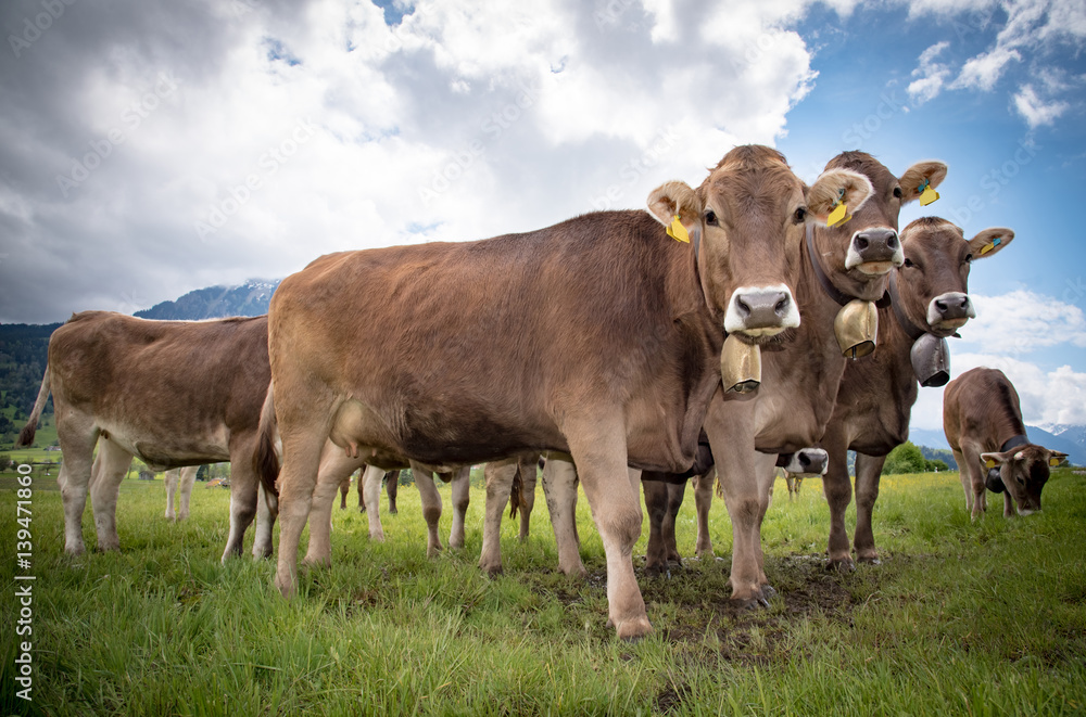 Milchviehhaltung in Bayern - neugieriges Braunvieh mit Glocken im Allgäu