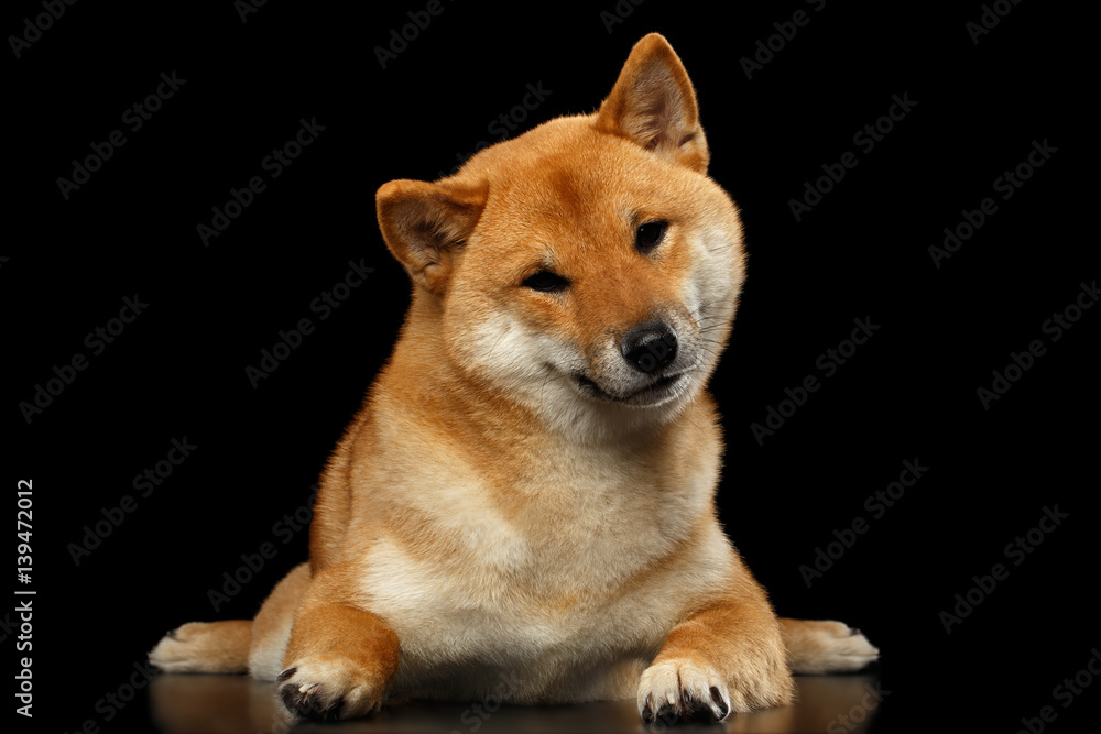 Shiba inu Dog, Lying and Looks questioning, Isolated Black Background, Front view Shiba inu Dog, Lying and Looks questioning, Isolated Black Background, Front view