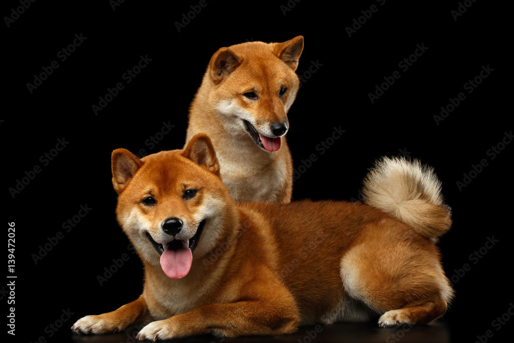 Two Shiba inu Dogs, Sitting and Looks questioning, Isolated Black Background, Front view