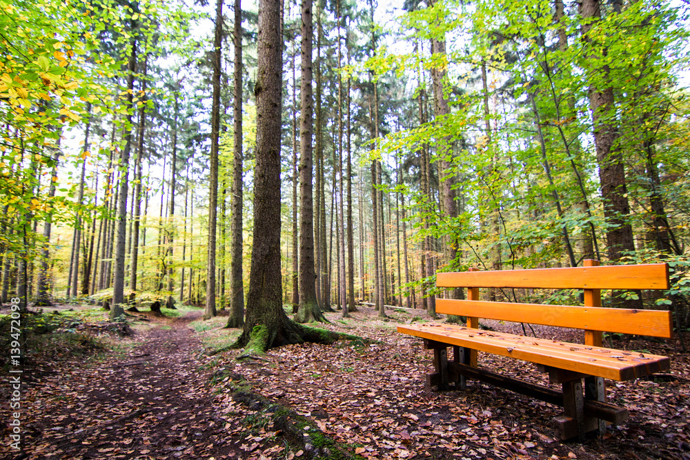Sitzbank im Wald mit herbstlichen Farben und Ruhe mit Raum zur Konzentration Sitzbank im Wald mit herbstlichen Farben und Ruhe mit Raum zur Konzentration