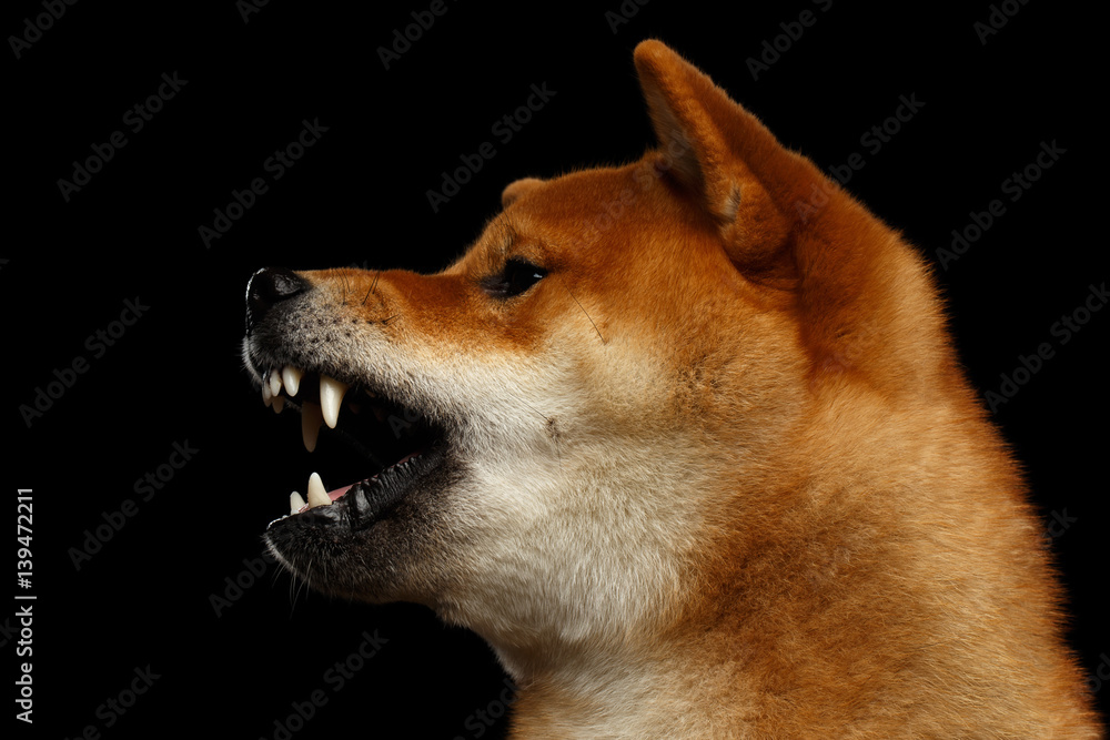Aggressive Portrait of Growls Shiba inu Dog, Isolated Black Background, Profile view