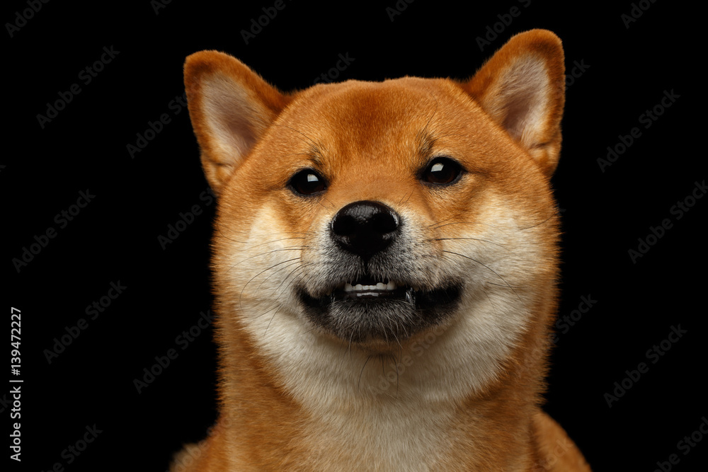 Portrait of Shiba inu Dog, Looks amazement with smile, Isolated Black Background, Front view