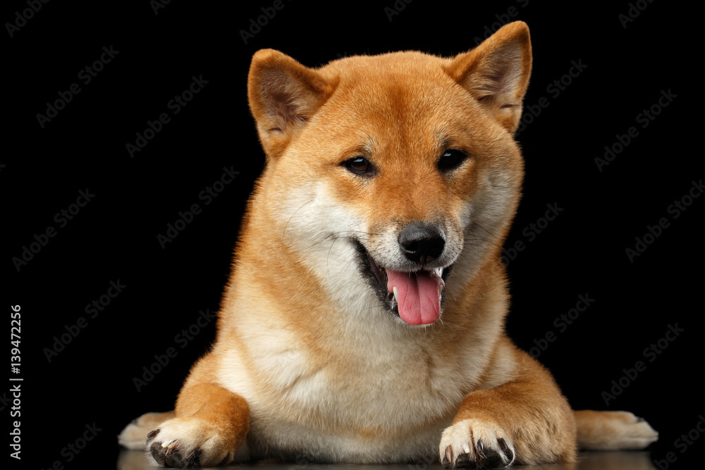 Pedigreed Shiba inu Dog Lying, Looks closely on Isolated Black Background, front view