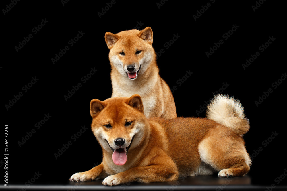 Two Shiba inu Dogs, Sitting and Lying Looks Friendly, Isolated Black Background, Front view Two Shiba inu Dogs, Sitting and Lying Looks Friendly, Isolated Black Background, Front view