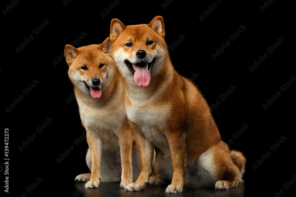 Two Shiba inu Dogs, Sitting Looks Friendly, Isolated Black Background, Front view