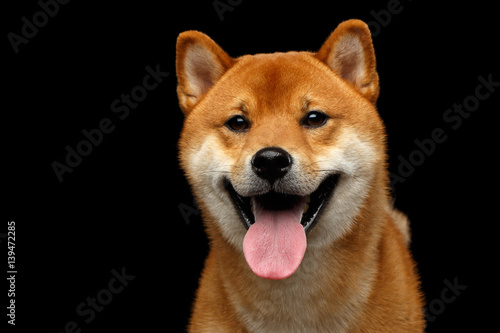 Close-up Portrait of head Shiba inu Dog, Looks Happy, Isolated Black Background, Front view