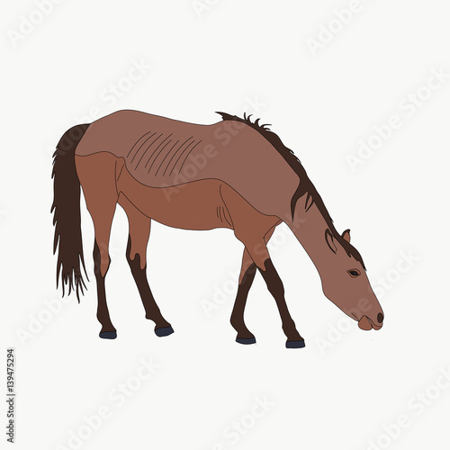 garub desert horse  seeking for food - digital hand drawn vector illustration isolated on white background